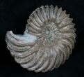 Hoplites Dentatus Ammonite France #6107-1